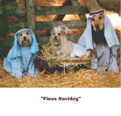 Fleas Navidog